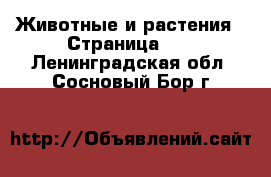  Животные и растения - Страница 11 . Ленинградская обл.,Сосновый Бор г.